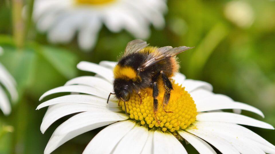 The Buzz About Bees: Why They Matter & How You Can Help