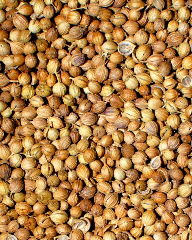 Close-up of coriander seeds.
