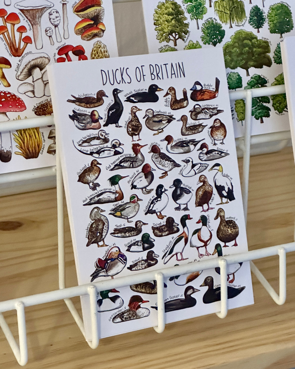Illustrated British Wildlife Postcards