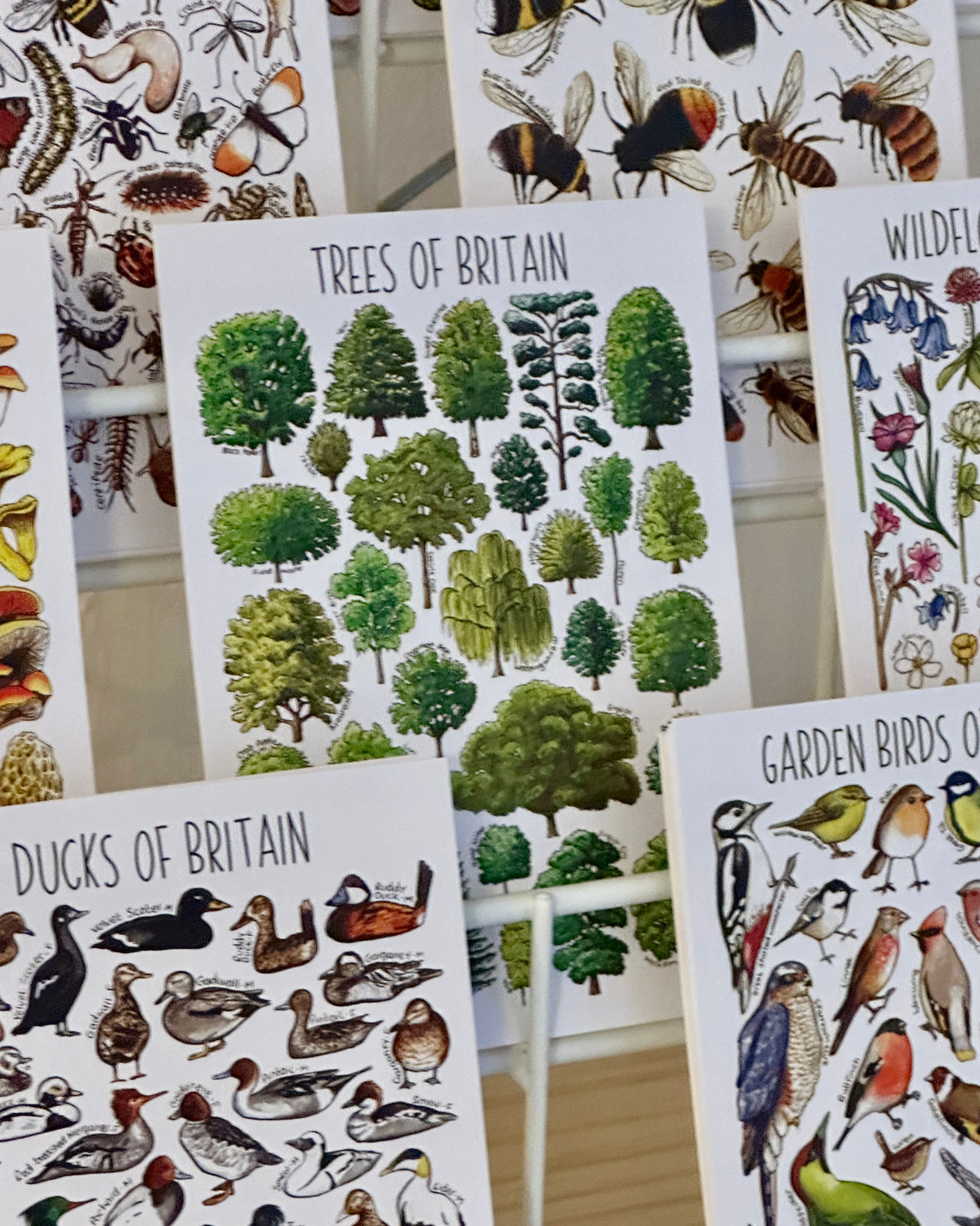 Illustrated British Wildlife Postcards
