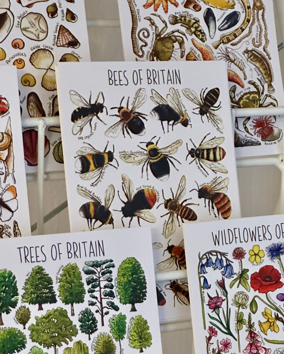 Illustrated British Wildlife Postcards