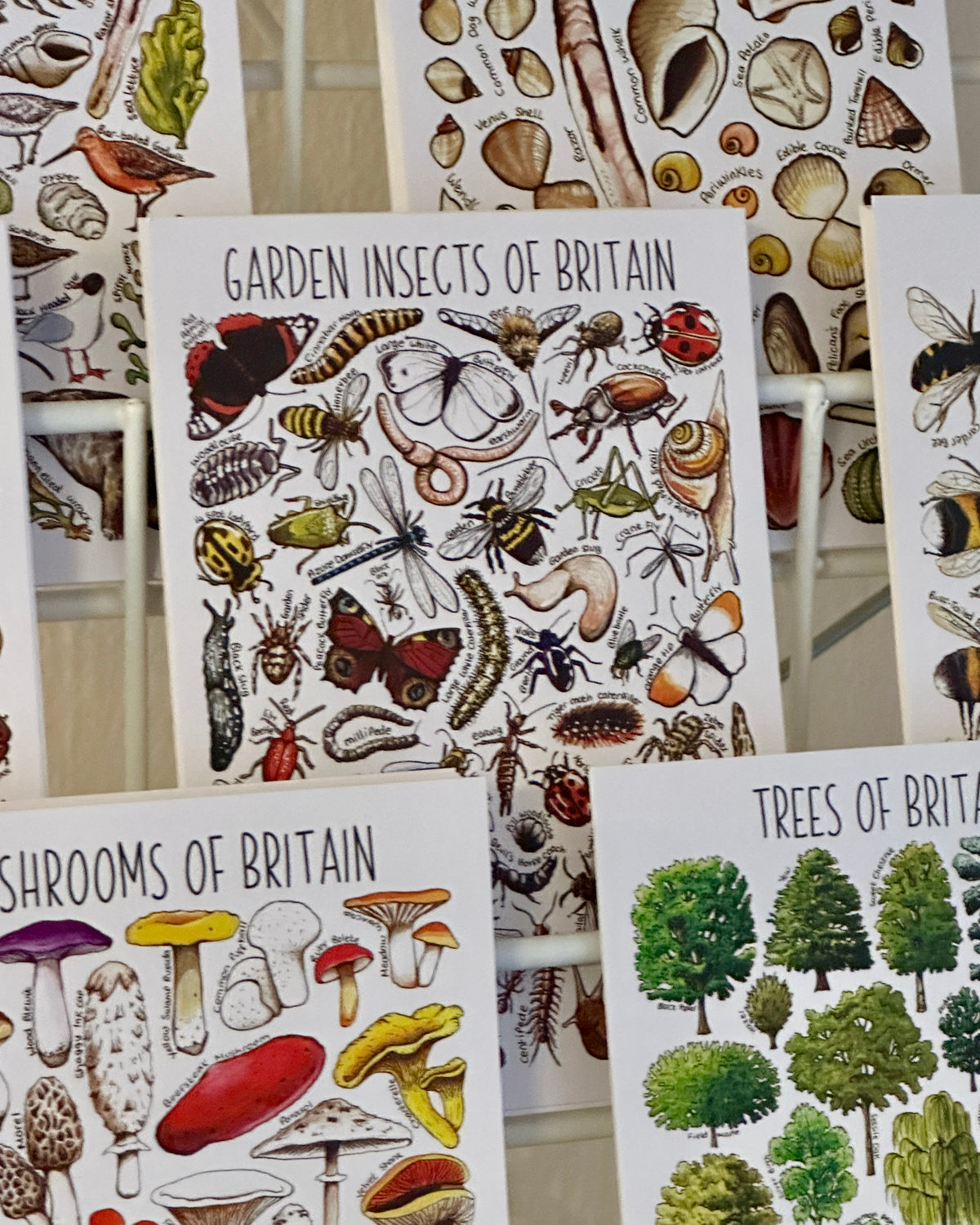 Illustrated British Wildlife Postcards