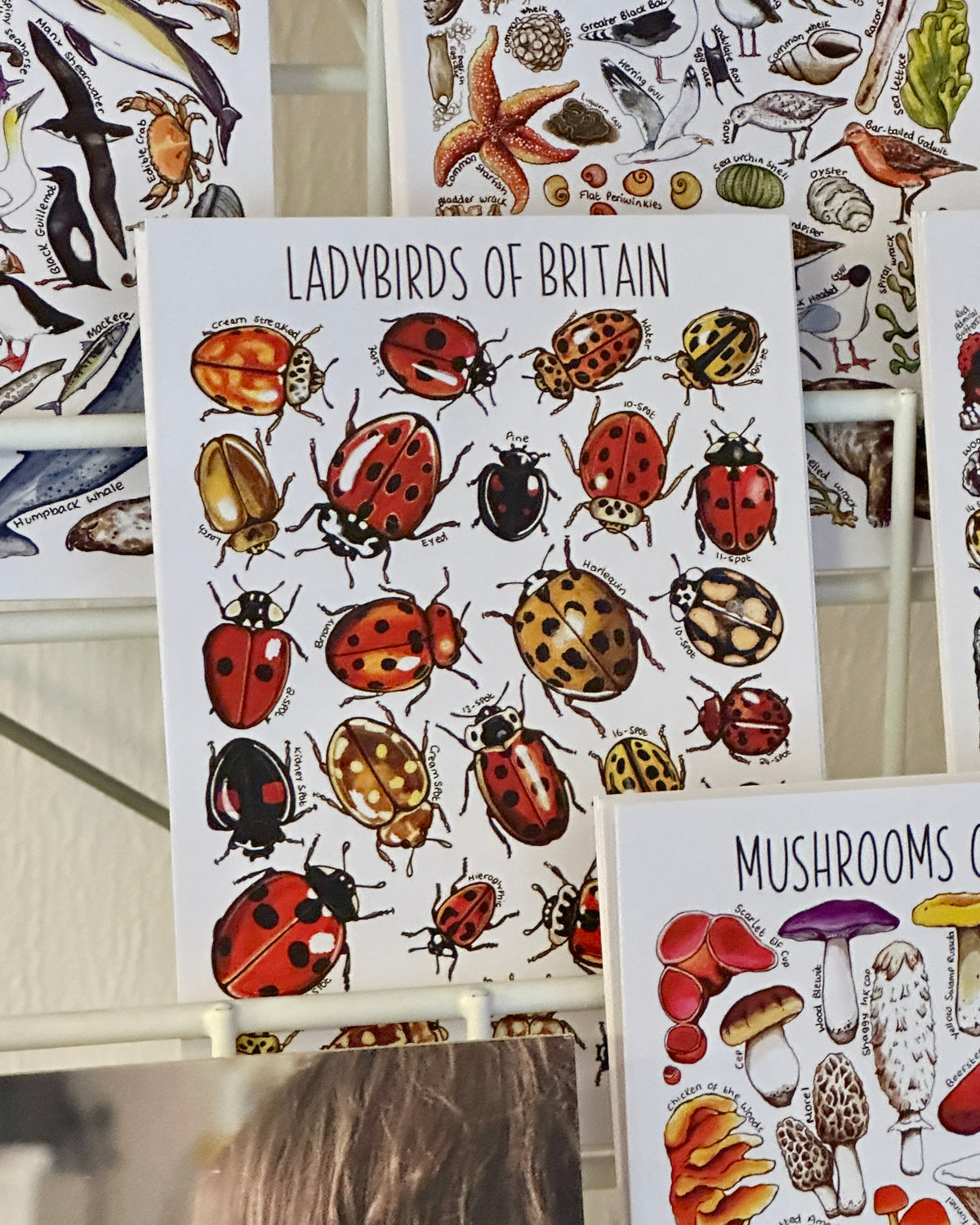 Illustrated British Wildlife Postcards