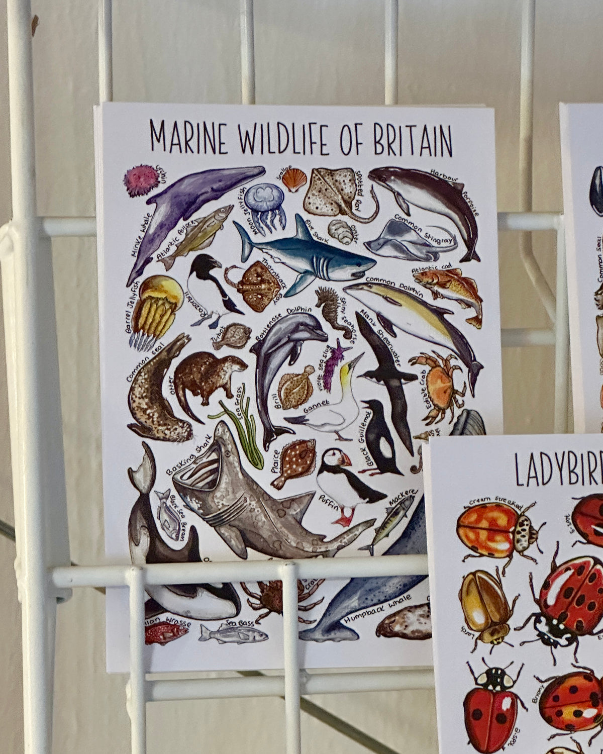 Illustrated British Wildlife Postcards