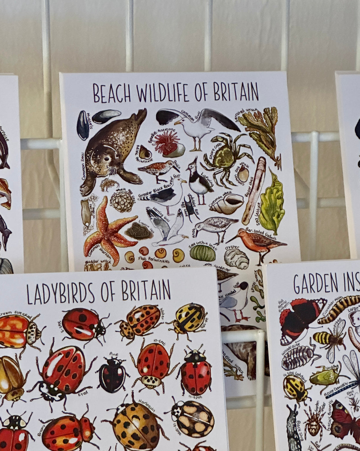 Illustrated British Wildlife Postcards
