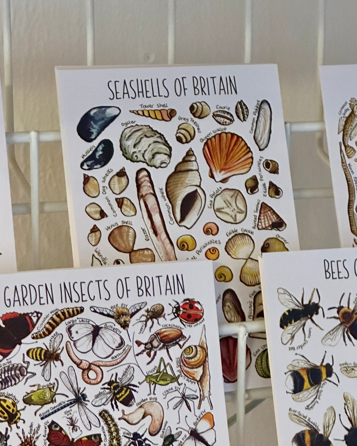 Illustrated British Wildlife Postcards