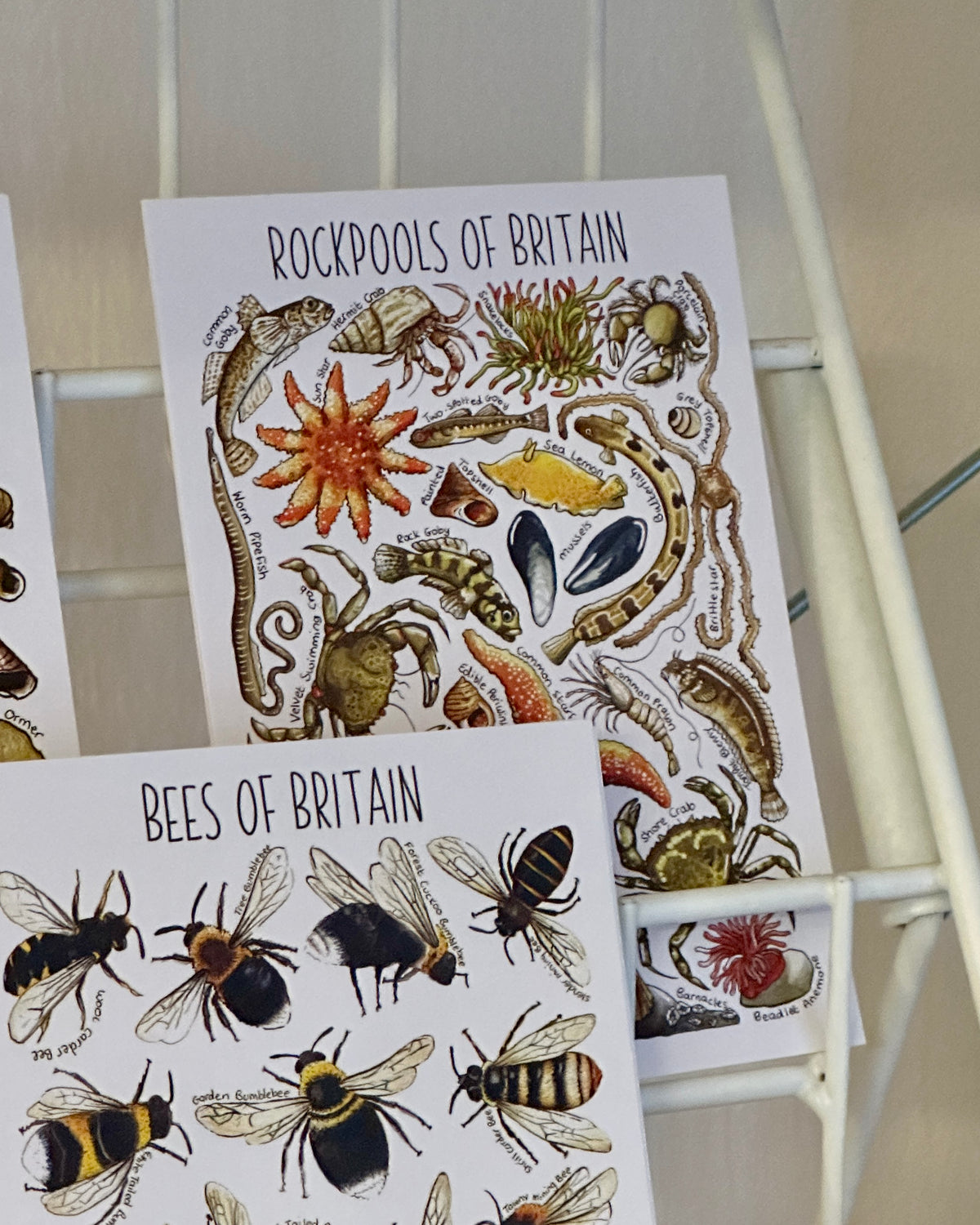 Illustrated British Wildlife Postcards