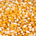 Organic Popping Corn