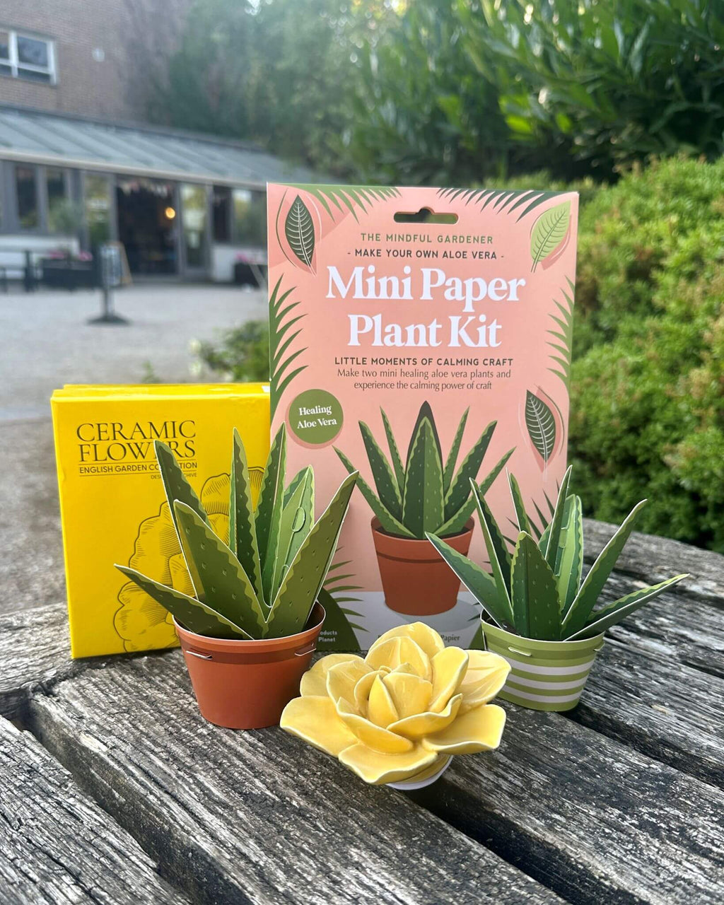 Make Your Own Healing Aloe Vera Mini Paper Plant Kit