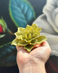 Ceramic Green Tiger Lily Flower - Chive UK